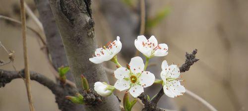 梨花的花语与象征意义（馨香芬芳，祈愿安宁）