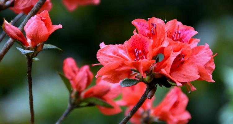 探寻杜英花的花语（传承爱情和友谊的芳香）