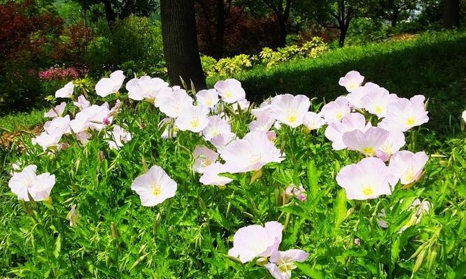 美丽月见草花语（探索月见草花的8个含义，让你更深刻地理解它的美）