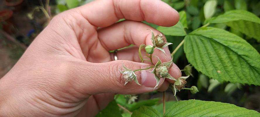 分株繁殖的好处（掌握分株繁殖技巧，让植物更健康）