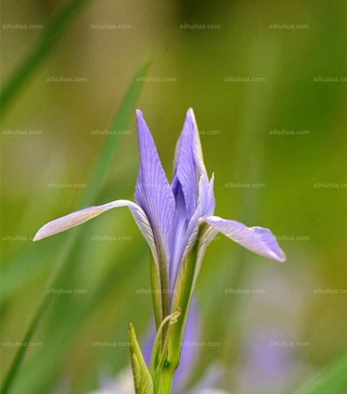 马兰花的象征意义（花语解读、文化内涵、精神寓意、人类情感）