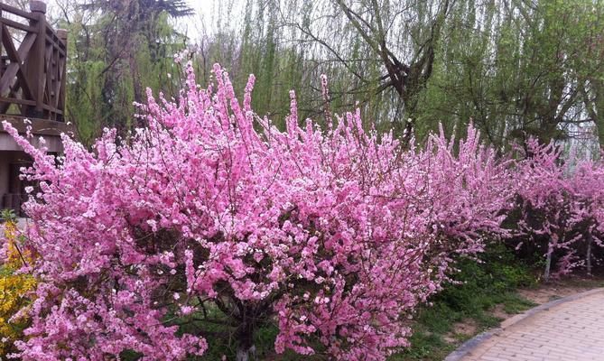 榆叶梅花语的含义与魅力（探索榆叶梅花语背后的深层意义）