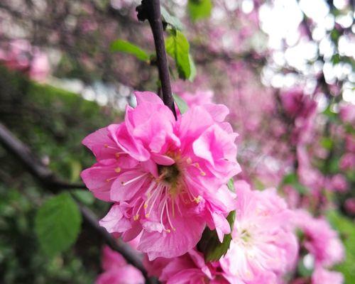 榆叶梅花语的含义与魅力（探索榆叶梅花语背后的深层意义）