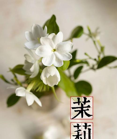 茉莉花的文化寓意（品茗之雅，婚姻之缘）