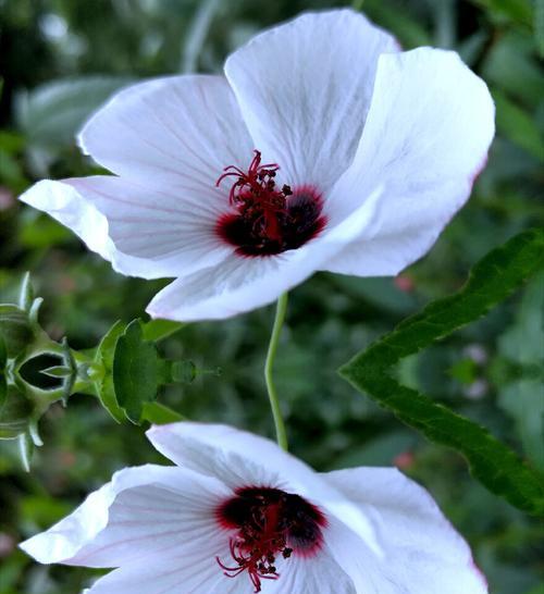 揭秘孔雀花的花语（探究孔雀花神秘的象征意义）