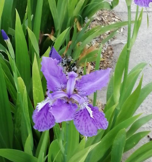 鸢尾花的花语及寓意（解读鸢尾花所代表的丰富花语）