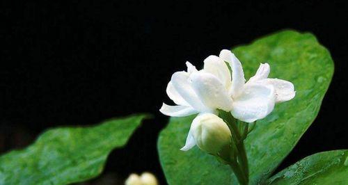 茉莉花的花语（优雅、温馨、爱情）