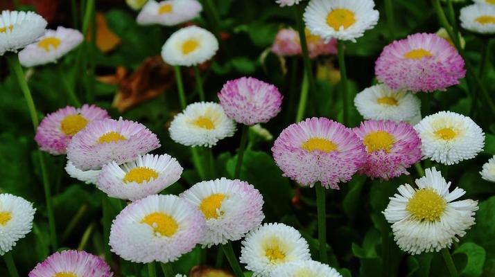 紫色小雏菊的花语与寓意（带你了解这朵花的神秘内涵）