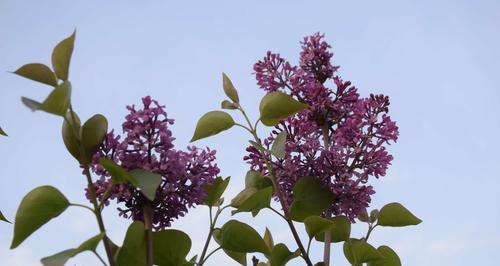 探寻丁香花的花语之美（花香四溢传递爱意，丁香花语隽永留存）