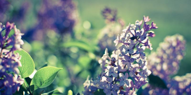 探寻丁香花的花语之美（花香四溢传递爱意，丁香花语隽永留存）