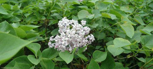 探寻丁香花的花语之美（花香四溢传递爱意，丁香花语隽永留存）