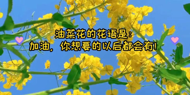 油菜花的文化背景与花语（春天里的金黄大地——油菜花）