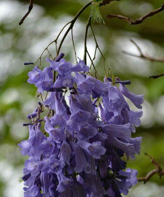 蓝花楹花语解析——寓意丰富的花朵（探究蓝花楹的神秘含义，了解其美丽背后的意义）