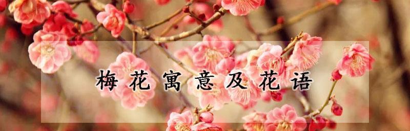 梅花之寓意与花语（探究梅花文化的内涵与价值）