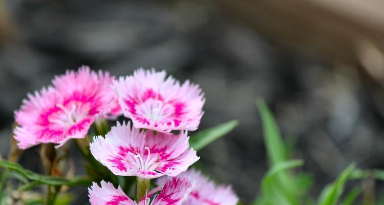 康乃馨花语解析（赏析康乃馨花语，品味爱情情感）