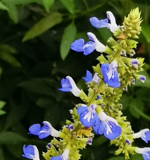 解读鼠尾草花语，了解鼠尾草的寓意（探究鼠尾草的文化内涵和象征意义）