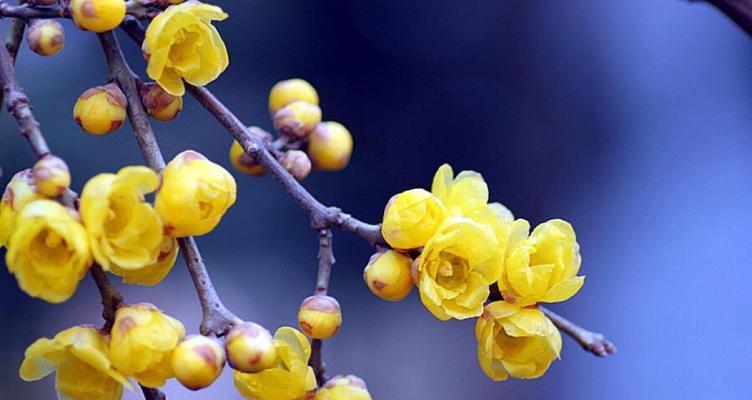 杏花别称的花语与寓意（探索杏花别称的文化内涵与情感意义）