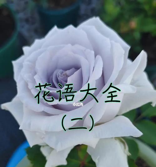 花语代表友谊（以花为主题，传递友谊的真谛）