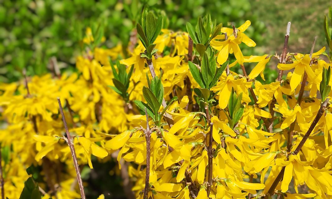 迎春花——祝福新年的花语（寓意吉祥、繁荣昌盛、祈愿平安）