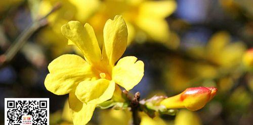 迎春花——祝福新年的花语（寓意吉祥、繁荣昌盛、祈愿平安）