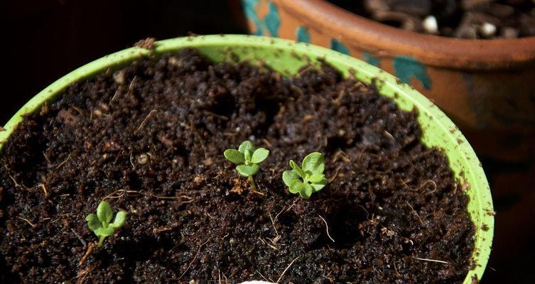 薰衣草幼苗如何识别（初学者必读！薰衣草幼苗的特征与标志）