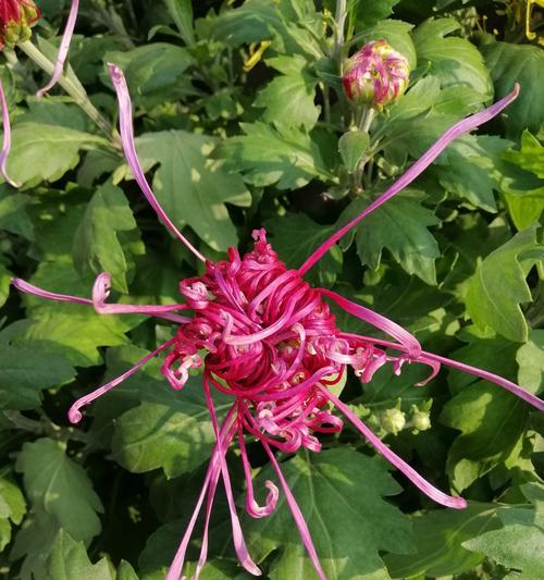 菊花形状之想象无限（从菊花中看到的自然美妙）