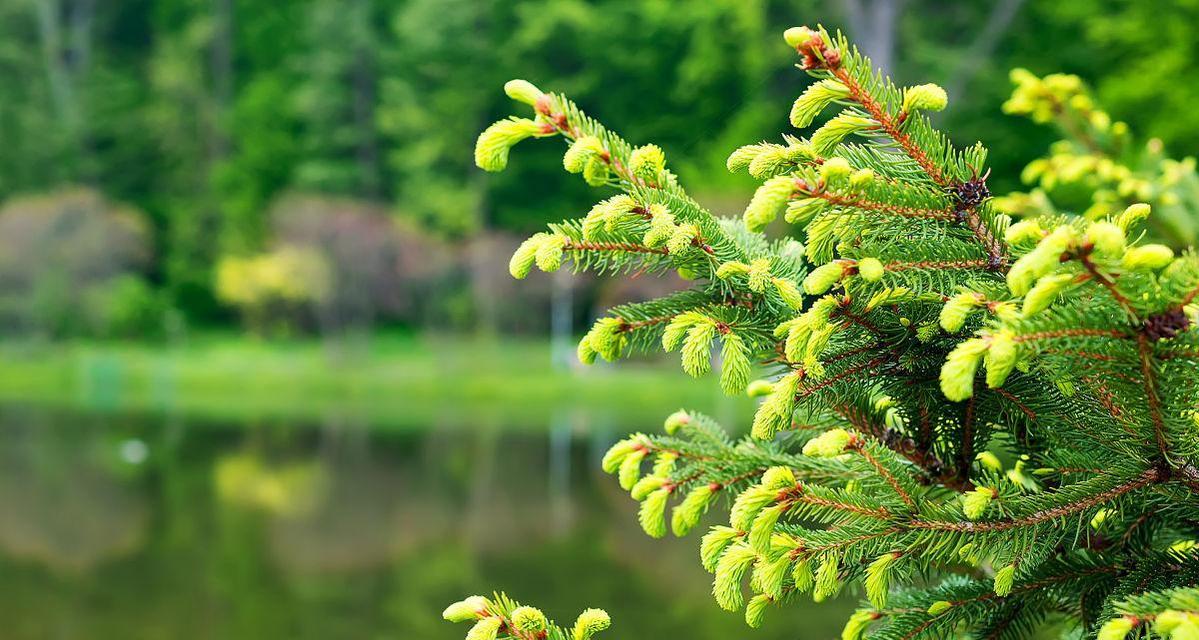 乔木类植物的分类、特点与应用（从树皮到树叶，探索大自然的神奇）