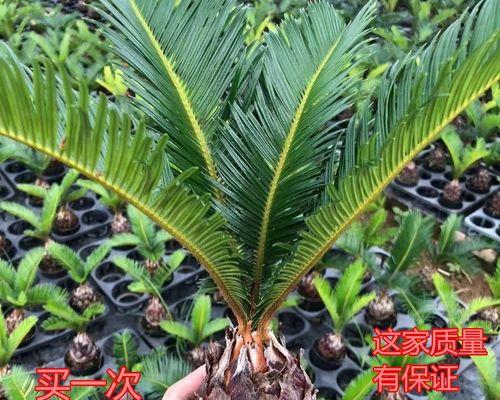 如何成功养护植物铁树（铁树生长秘籍，让你打造美丽庭院）