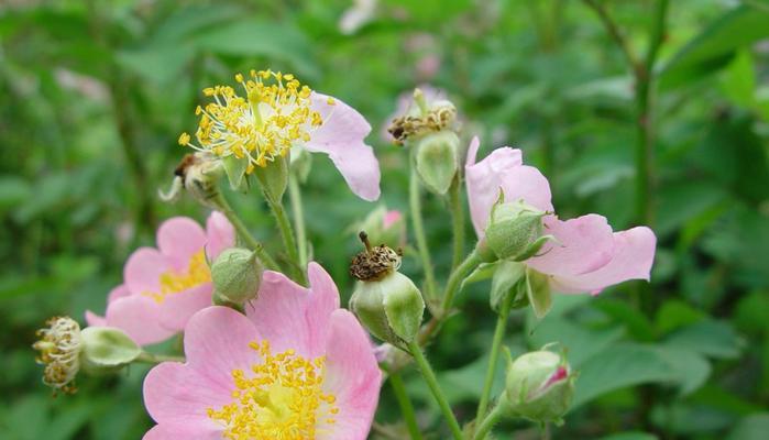 蔷薇花病虫害防治（掌握防治技巧，打造健康花园）