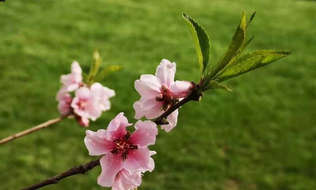 赏析桃花之美（探秘桃花的花蕊奥秘）