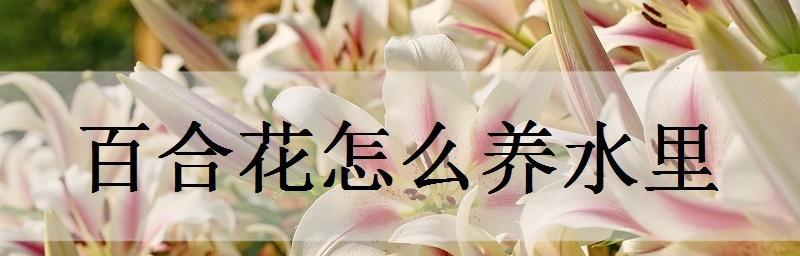 水培百合花的养殖技巧（让你的百合在水里傲然绽放）