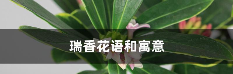 瑞香花花语的含义（探寻瑞香花所传递的深意）