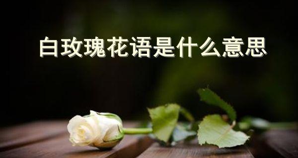 玫瑰花的意义与花语（探究花海中的王者，领略花之语）