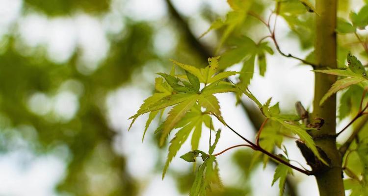 枫叶花语（探寻枫叶的花语之美）