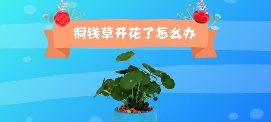 铜钱草开花后的处理方法（让铜钱草长久绽放，从这些方面入手）