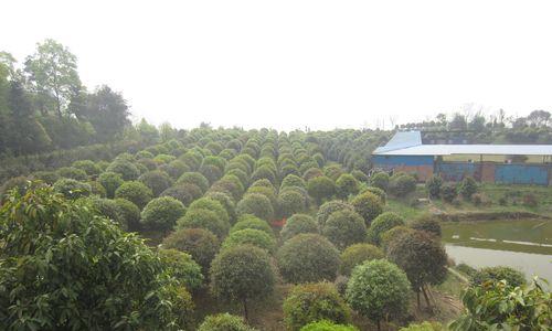 打造美丽园林，从桂花开始（桂花种植技巧与注意事项）