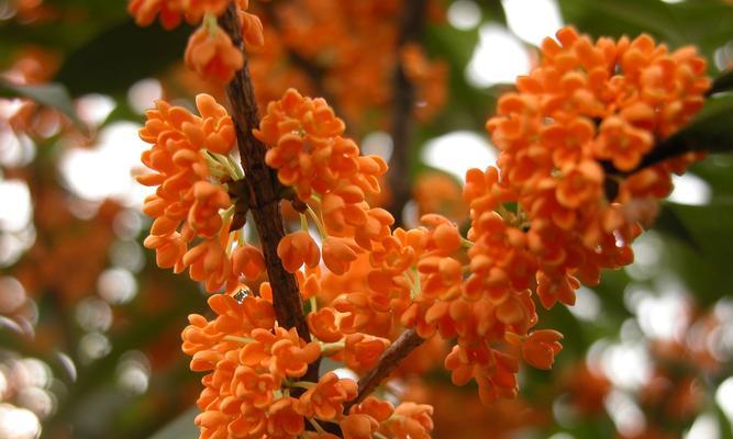 打造美丽园林，从桂花开始（桂花种植技巧与注意事项）