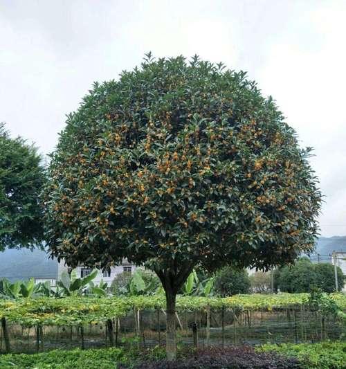 打造美丽园林，从桂花开始（桂花种植技巧与注意事项）