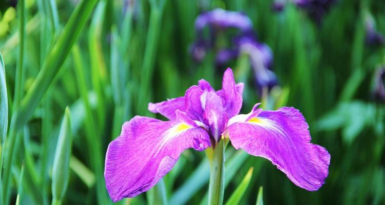 菖蒲——中华民族文化的象征（探究菖蒲的花语和文化背景）