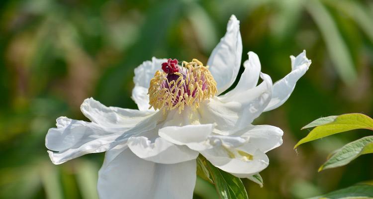 牡丹花的花语和寓意（向世界传递的“国色天香”）