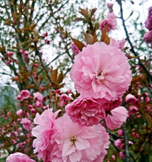 樱花寓意与花语（探究樱花的象征意义与文化内涵）