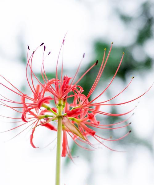 探秘彼岸花的花语和象征意义（一朵神秘的花，隐藏着无尽的意义）