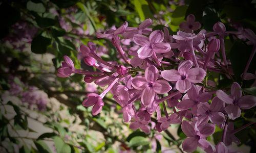 丁香花的花语与象征意义（探寻丁香花背后的文化内涵）