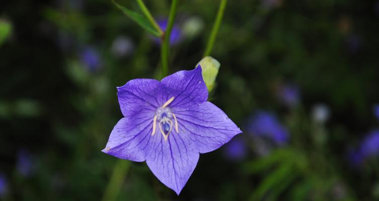 传说中的“梦中花”-橘子花的花语与传说（探寻橘子花的历史文化渊源和神话传说）