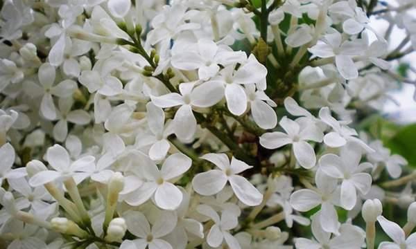 丁香花的形态与特点（品种多样，花色缤纷，花型美丽）