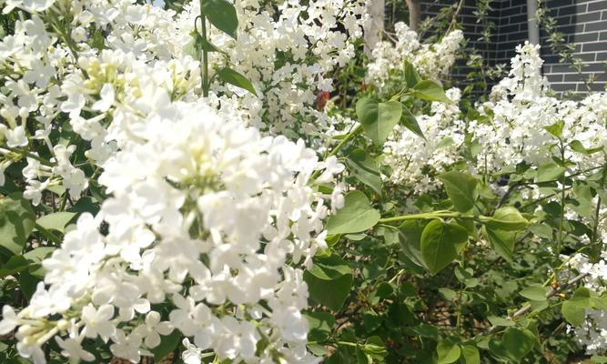 丁香花的形态与特点（品种多样，花色缤纷，花型美丽）