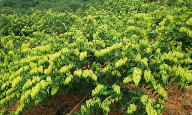 金银花的种植与养护（让你轻松掌握金银花的种植技巧）