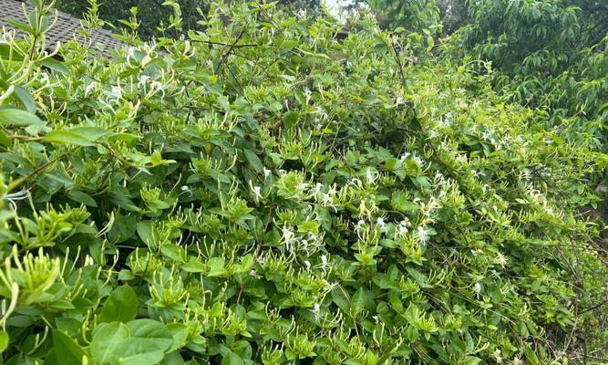 金银花的种植与养护（让你轻松掌握金银花的种植技巧）