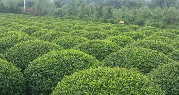 小叶女贞球——一种既可作为乔木又可作为灌木的美丽植物（乔木还是灌木？小叶女贞球的分类与特征）