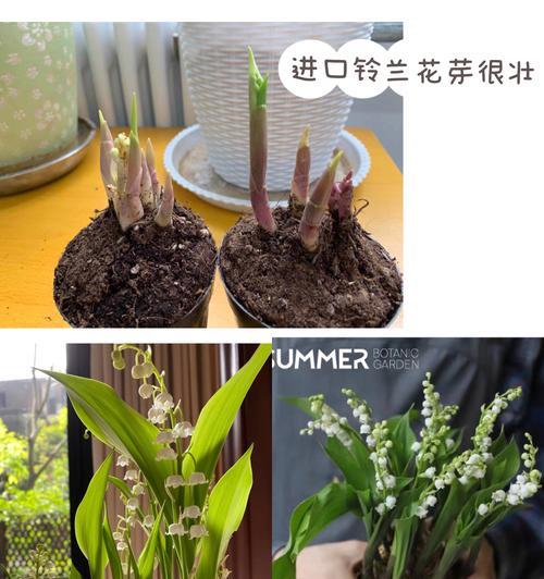 如何种植和养护铃兰？（铃兰的养护指南，从种植到细节）